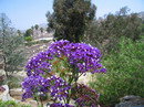 استاتیس,لیمونیوم,Limonium Statice,English Statice ,Statice sinuata
